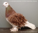 rotschimmel 1,0 jung v97 EGS