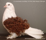 rotschildig 1,0 jung v97 SV