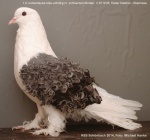 blauschildig mit schwarzen Binden 1,0 jung v97 SV