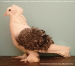 blauschildig mit schwarzen Binden 1,0 alt v97 SV