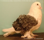 blauschildig mit schwarzen Binden 0,1 alt v97 EGS