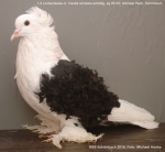 mit Haube schwarzschildig 1,0 jung sg95 SE