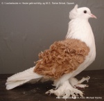 mit Haube gelbschildig 0,1 alt sg95 Z