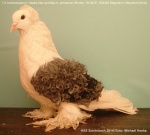 mit Haube blauschildig mit schwarzen Binden 1,0 alt hv96 E