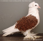 mit Haube rotschildig 0,1 alt sg95 SE