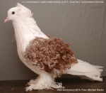 mit Haube rotfahl-schildig 0,1 jung sg95 Z