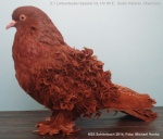 rezessiv rot 0,1 jung hv96 E