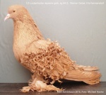 rezessiv gelb 1,0 jung sg94 Z