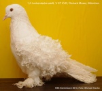 wei� 1,0 jung v97 KVE