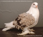 blaufahl-schildig mit dunklen Binden