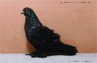 schwarz 0,1jung v97TCB