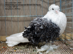 blauschildig mit schwarzen Binden mit Haube 1,0 jung v97 LT