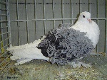 blauschildig mit schwarzen Binden 1,0jung v97 EB