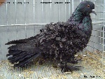 schwarz 0,1jung v97 BLP